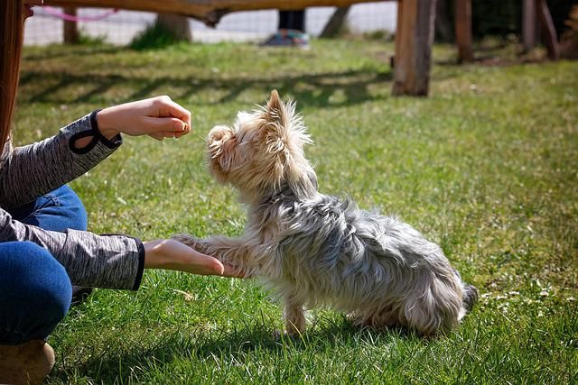 Reforço Positivo — Saiba Como Usá-lo No Adestramento De Cachorros