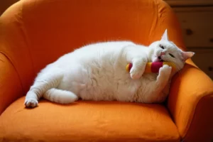 Gato deitado num sofá laranja