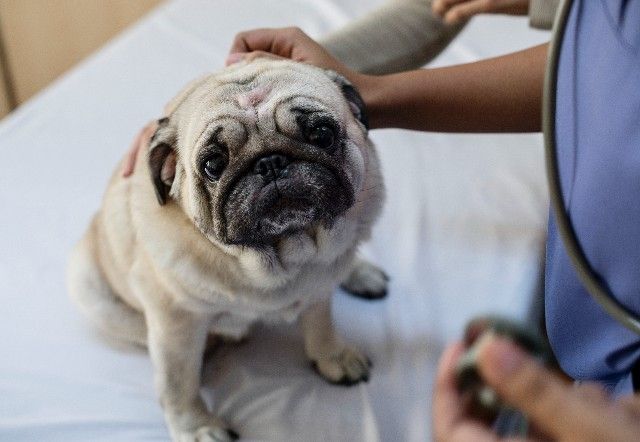 Doenças Comuns Em Cães: Conheça as Principais Infecções