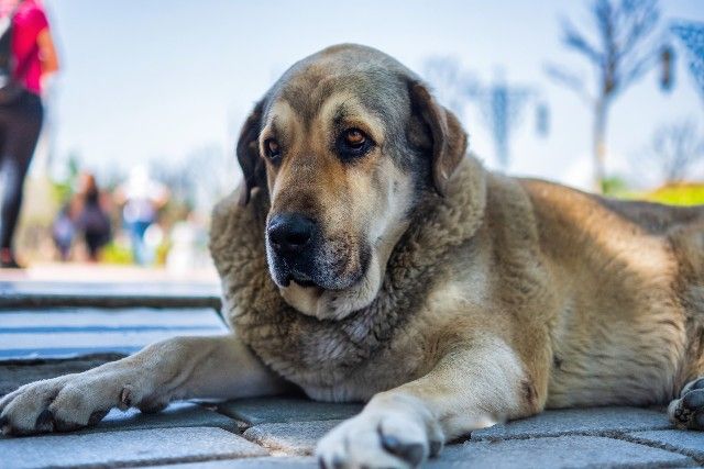 Obesidade Canina: Saiba Identificar, Quais São os Riscos e Como Evitar