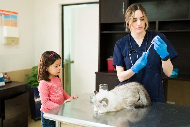 Vacinação Para Gatos: Conheça o Protocolo
