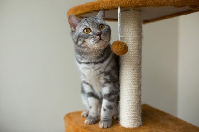 Gatificação: Como Adaptar Sua Casa Para o Gato
