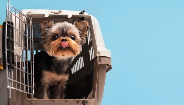 Como Viajar Com Cachorro de Maneira Segura?