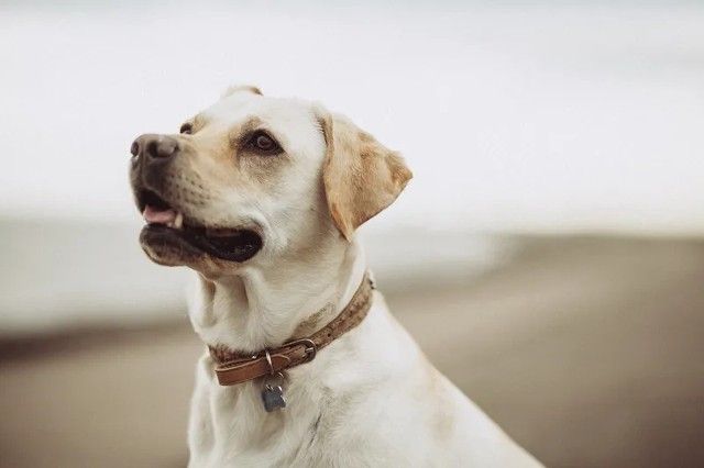 O Que É e Como Tratar Atopia Canina