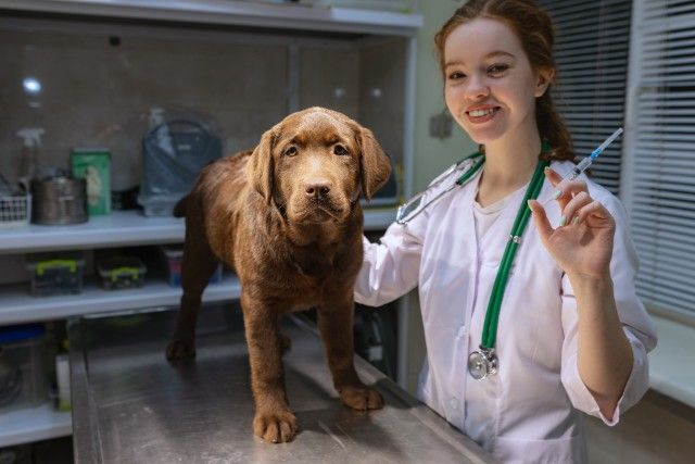 Castração de Cachorro: Benefícios e Cuidados Pós-Cirúrgicos