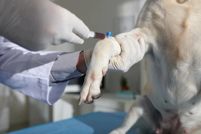 Doação de Sangue Animal: Seu Pet Pode Salvar Vidas