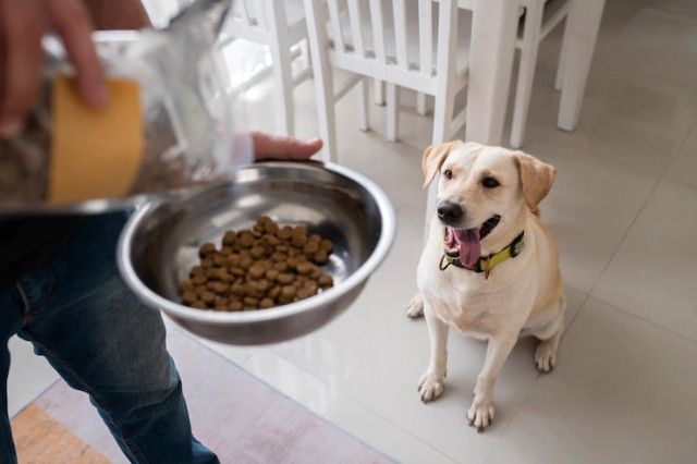 Proteína Pra Cachorro: Entenda a Necessidade