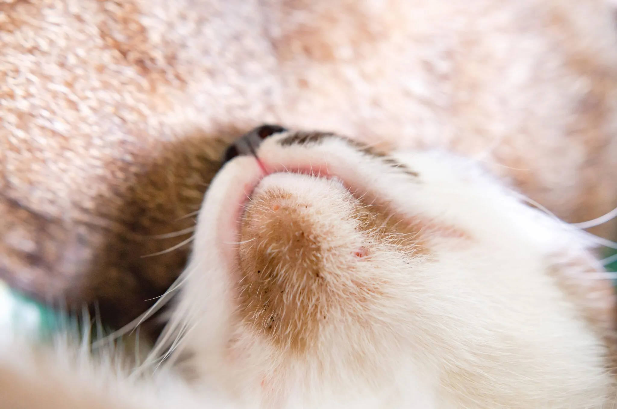Acne Felina — Como Identificar Para Agir Rápido