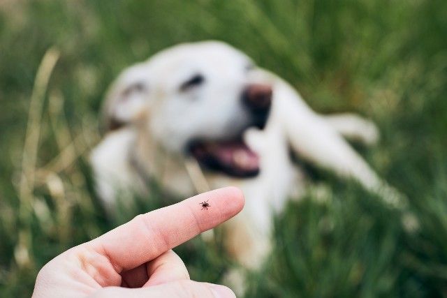Como Prevenir Infestação de Carrapatos em Cães e Gatos