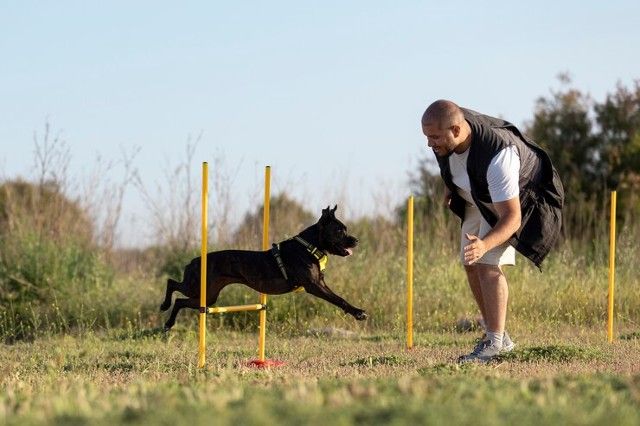 Exercício para cachorro: entenda a importância da atividade física