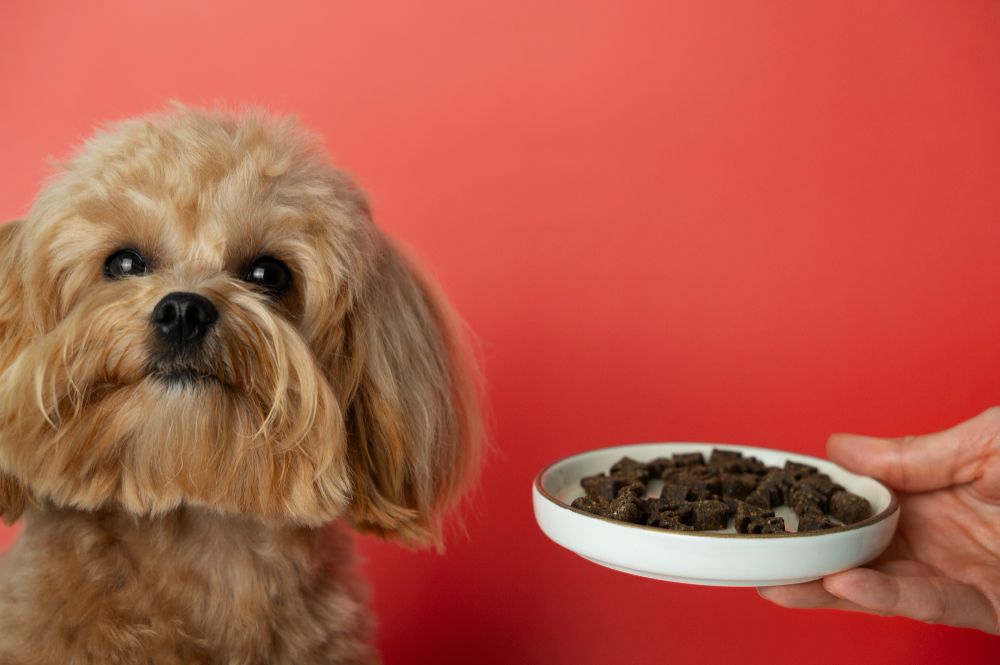 Como Acertar na Escolha da Ração para Cães com Alergias Alimentares?