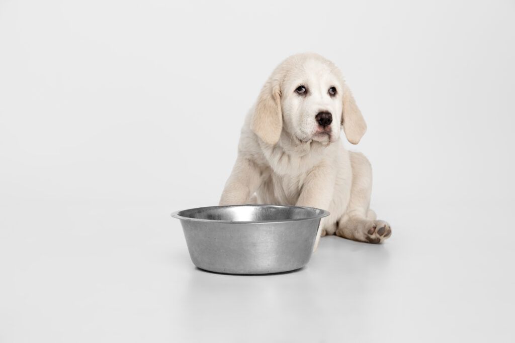 Como Deve Ser A Alimentação Para Cachorro Filhote?