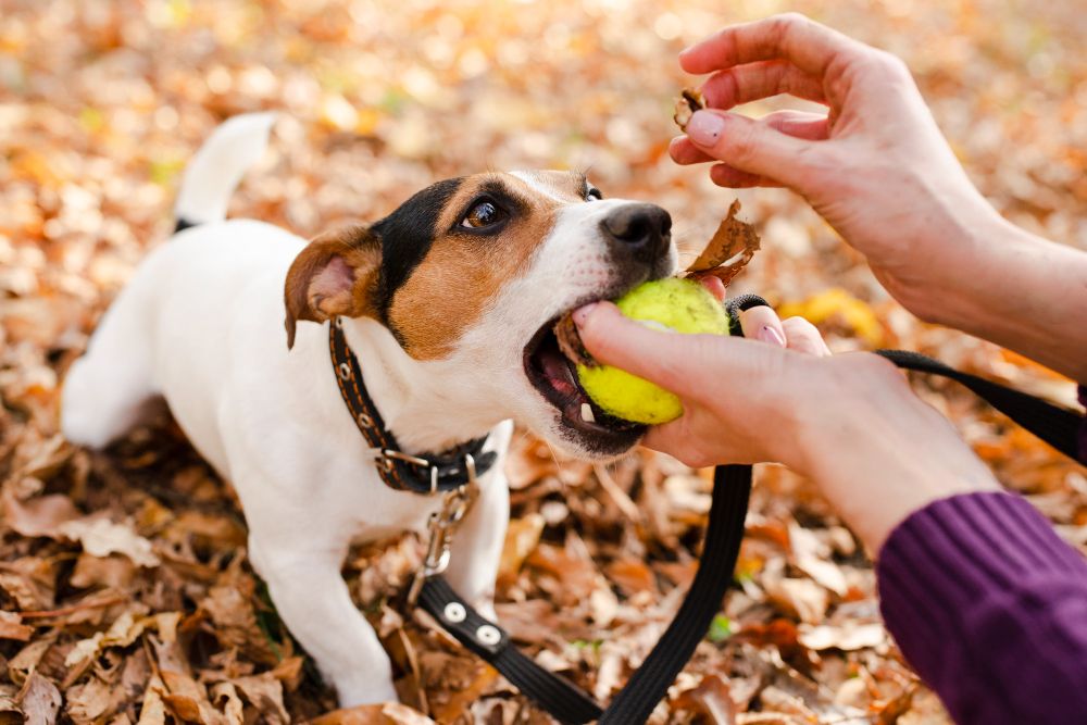 Por Que Utilizar Petiscos Saudáveis para Treinar Cães?