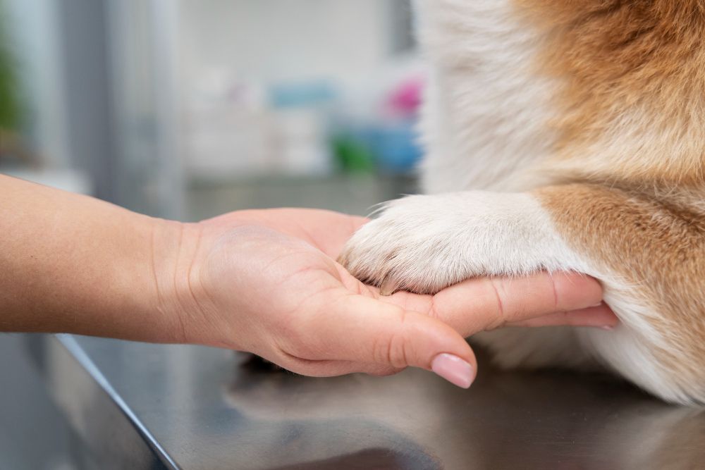 Conheça Cuidados Diários Para Pets Com Osteoartrite