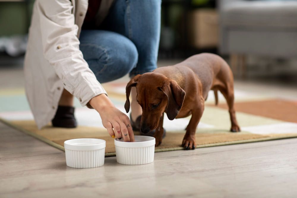 Alimentação Balanceada E Prevenção De Doenças Em Pets