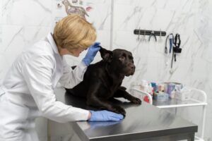 Como Preparar Seus Pets Para Consultas Veterinárias