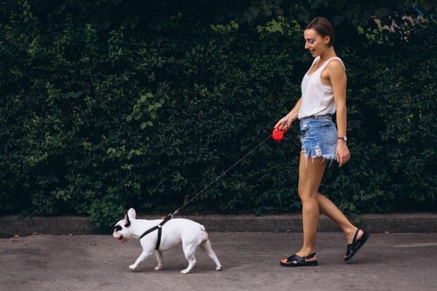 Os Melhores Exercícios Para Cães De Raça Pequena