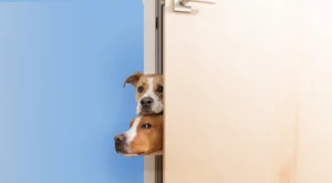 cachorros seguindo dono
