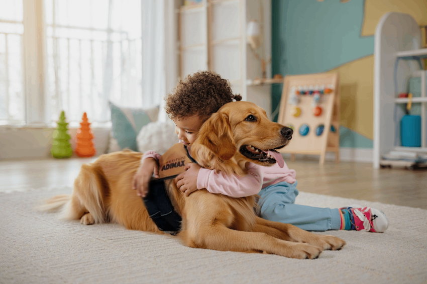cães de assistencia