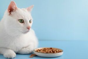 Prebióticos Para Gatos Para Melhorar Digestão E Imunidade