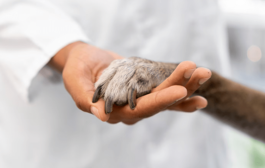 Treinamento De Animais Para Assistência — Como Funciona