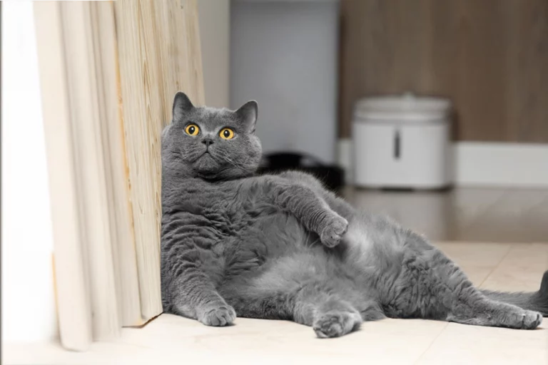 Gatos Com Sobrepeso — Entenda Causas e Como Prevenir