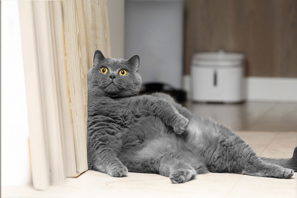 Gatos Com Sobrepeso — Entenda Causas e Como Prevenir