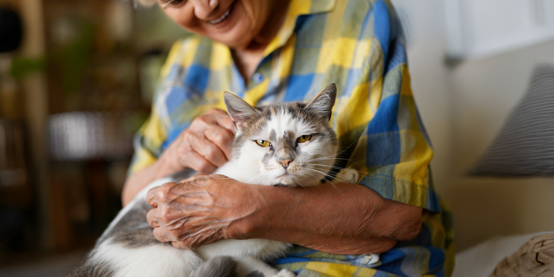 gato idoso no colo de uma idosa