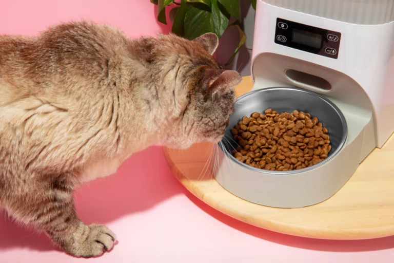 Comida À Vontade — Por Que Não Oferecer Para Gatos