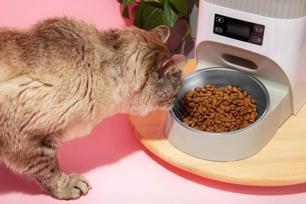 Comida À Vontade — Por Que Não Oferecer Para Gatos