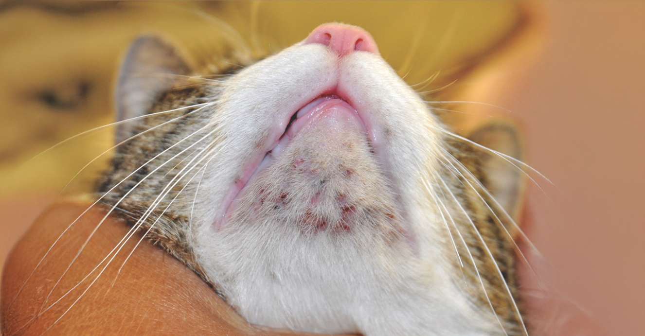 Acne Felina — Como Identificar Para Agir Rápido