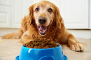 Cão feliz olhando para o pote com ração