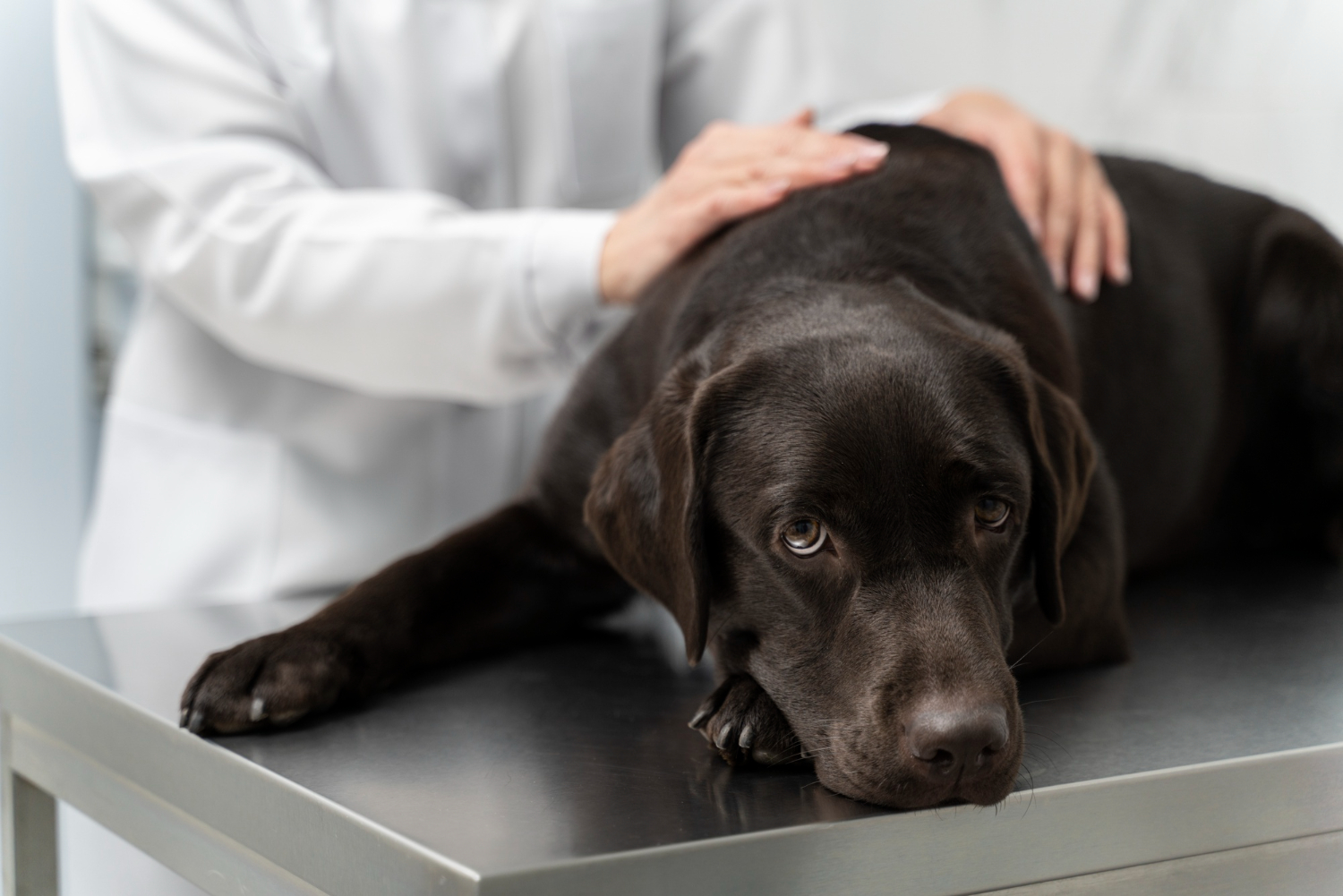 Insuficiência Renal Em Cães — Causas E Prevenção