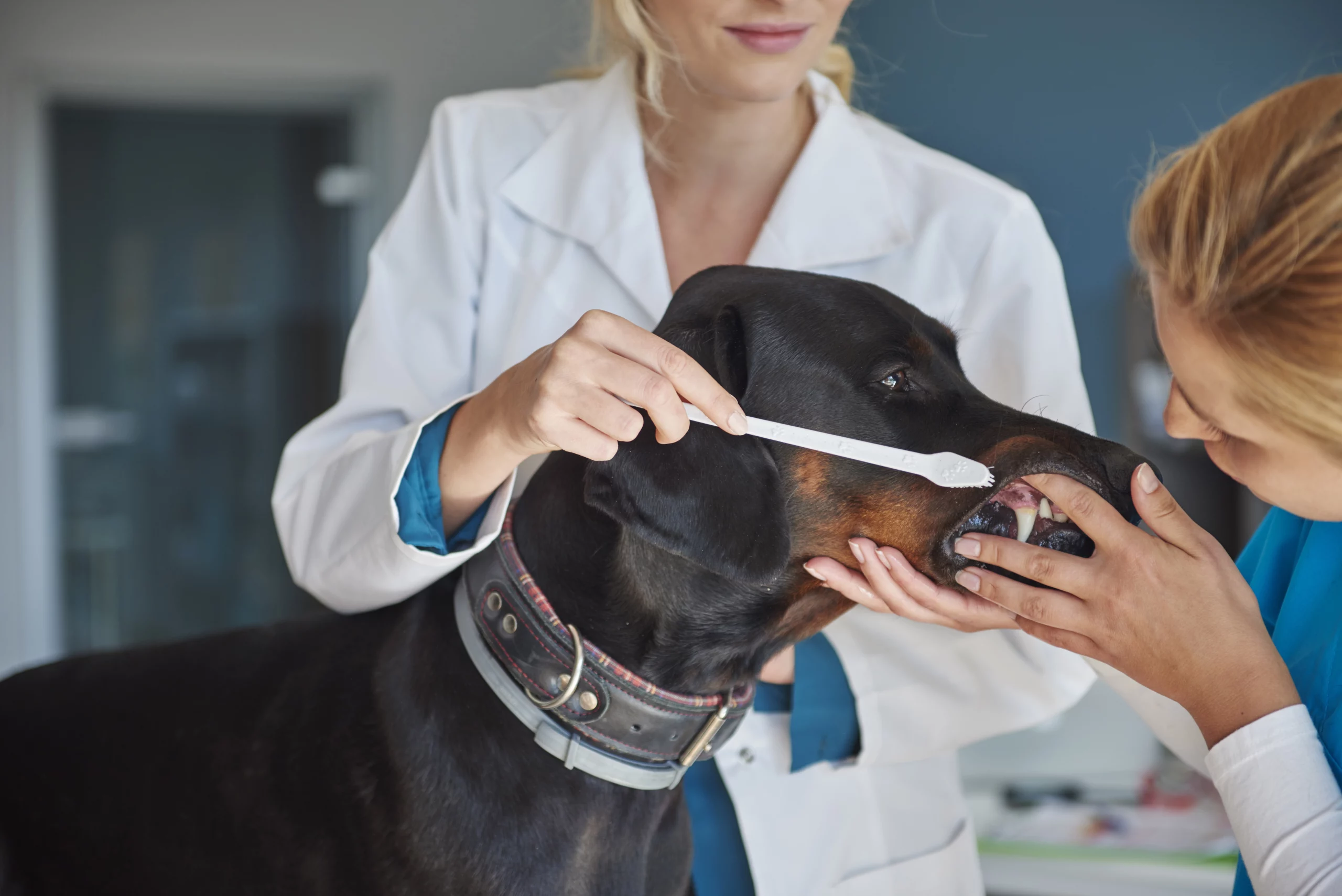 Tártaro Em Cachorros — O Que É E Como Evitar O Problema