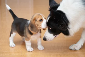 Como Estimular A Socialização Entre Cães Filhotes E Adultos
