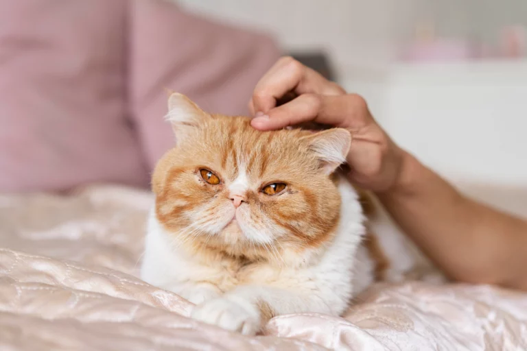 Problemas De Pele Em Gatos — O Que É Preciso Saber