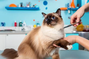 Tosa De Gatos — Quando E Por Que Fazer?