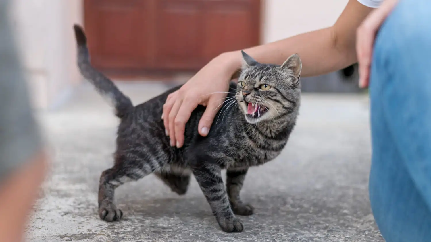 Como Lidar Com Um Gato Agressivo Ou Reativo