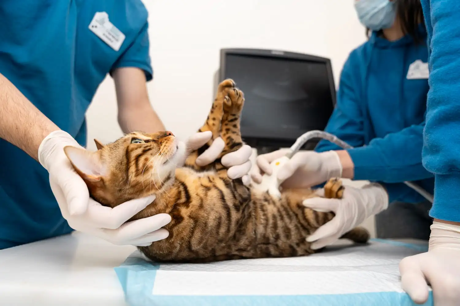 Insuficiência Renal Felina — Como Controlar?