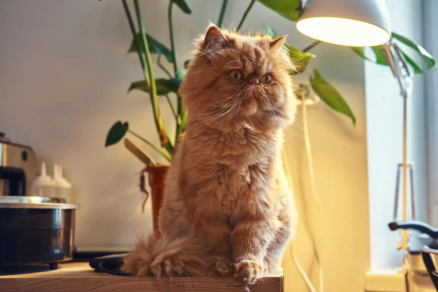 Gato Castrado — O Que Esperar Da Cirurgia
