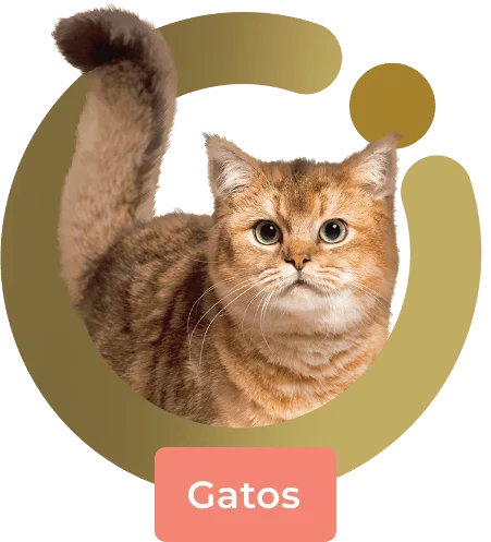 Logo Origens Gatos