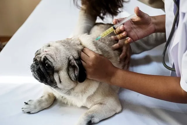 Vacinação de Cães: Conheça o Protocolo