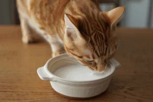 gato bebendo leite no pote