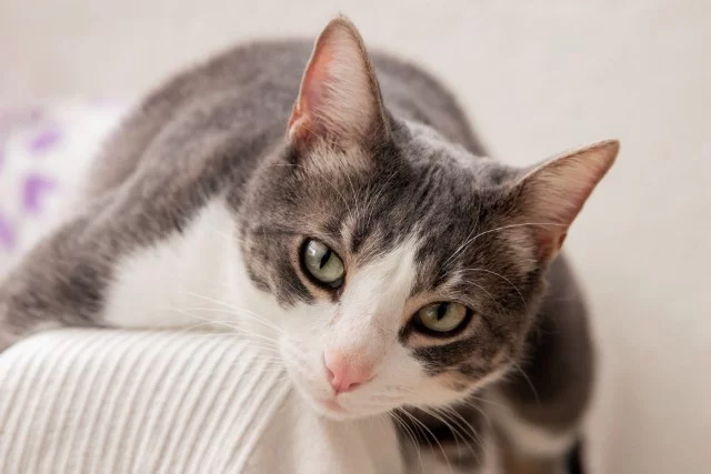 Gata no Cio: Como Identificar e O Que Fazer
