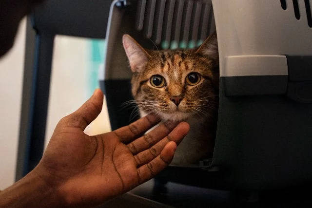 Como Viajar com Gato: Transporte seu Bichano com Segurança