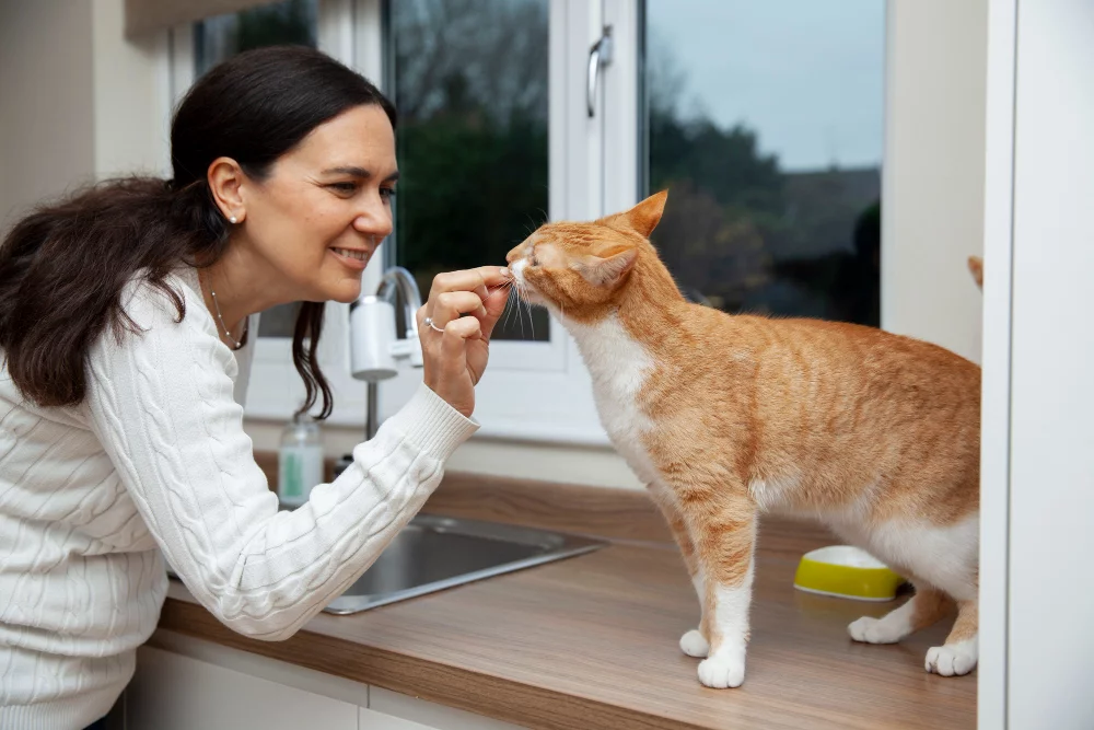 Alimentos Tóxicos para Gatos: Saiba Quais Evitar