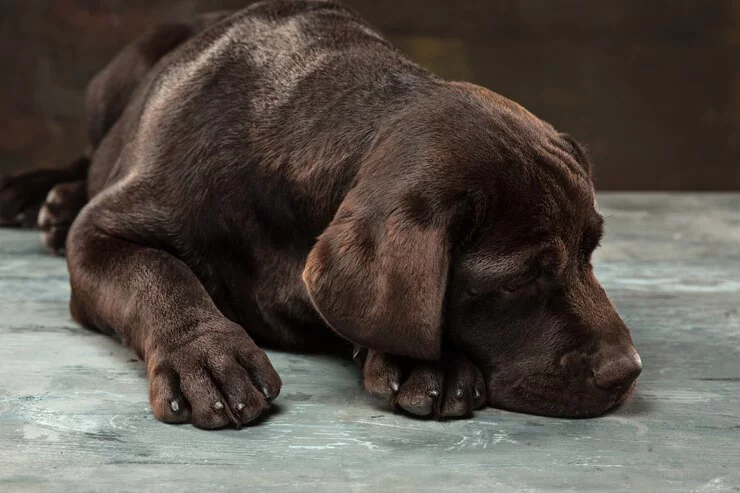 Filhote de labrador chocolate
